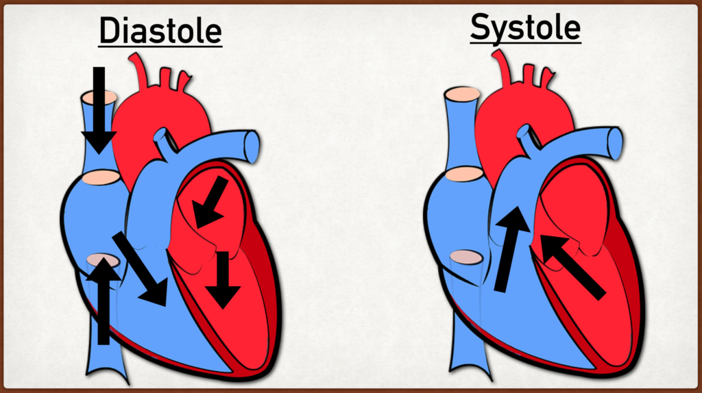 diastole-vs-systole-understanding-blood-pressure-basics