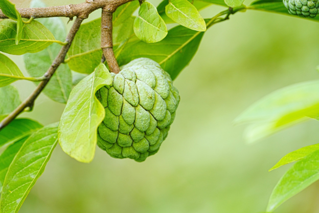 Is Custard Apple Good for High Blood Pressure? Nutritional Insights Explained